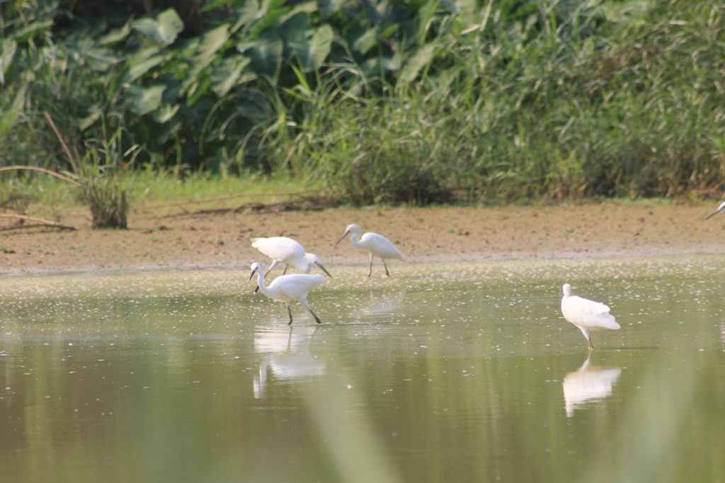 Thung Nham et parc aux oiseaux