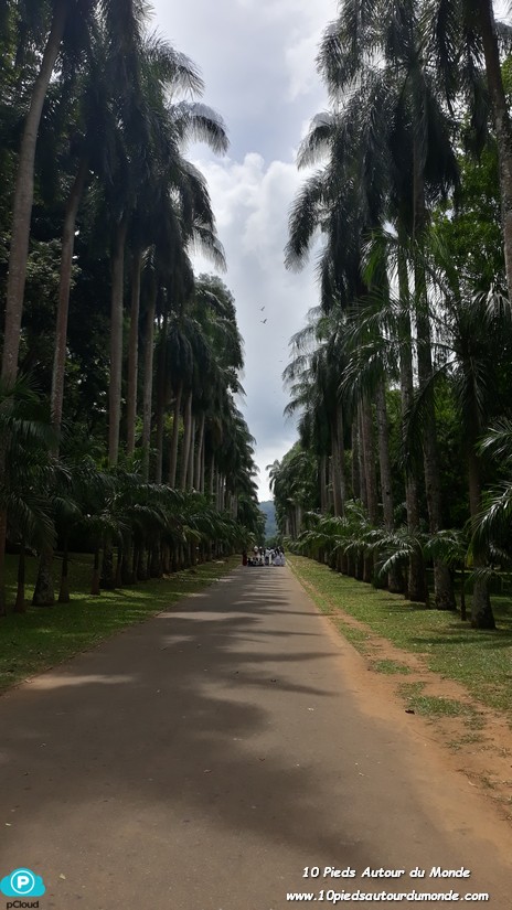 Allées de palmiers